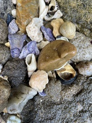 Agnewia tritoniformis