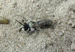 Andrena barbilabris