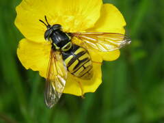 Chrysotoxum cautum
