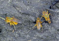 Scathophaga stercoraria