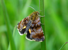 Panemeria tenebrata