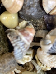 Bembicium nanum