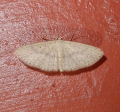 Cyclophora obstataria