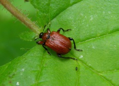 Apoderus coryli