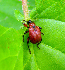 Apoderus coryli