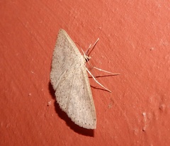 Cyclophora obstataria