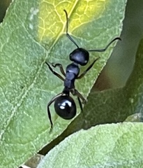 Polyrhachis femorata