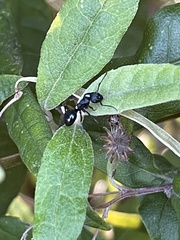 Polyrhachis femorata