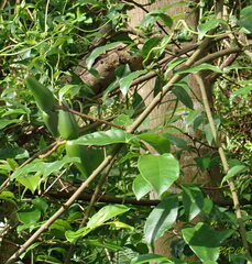 Strophanthus divaricatus