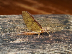 Ichthybotus hudsoni