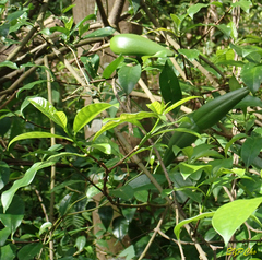 Strophanthus divaricatus