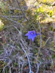 Thelymitra pulchella