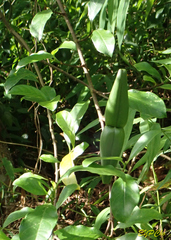 Strophanthus divaricatus