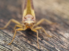 Ichthybotus hudsoni