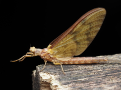Ichthybotus hudsoni
