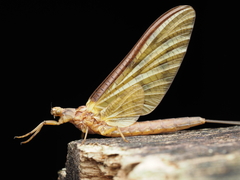 Ichthybotus hudsoni