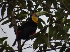 Ramphastos dicolorus