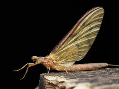 Ichthybotus hudsoni