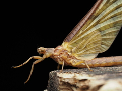 Ichthybotus hudsoni
