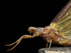Ichthybotus hudsoni