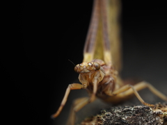 Ichthybotus hudsoni