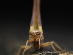 Ichthybotus hudsoni