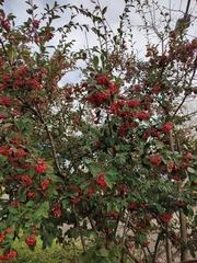 Pyracantha coccinea