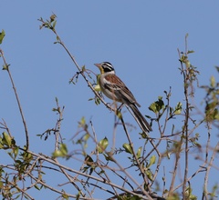Emberiza flaviventris