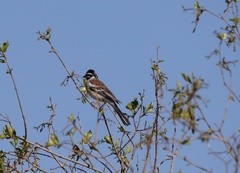 Emberiza flaviventris