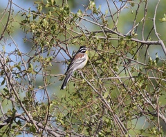 Emberiza flaviventris