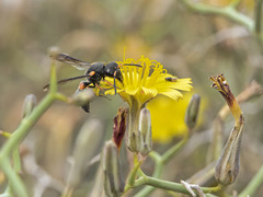 Leptochilus cruentatus