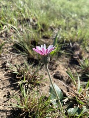 Dimorphotheca jucunda