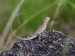 Diporiphora australis