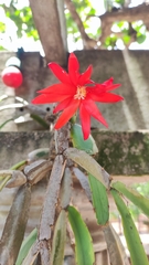 Rhipsalidopsis gaertneri