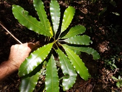 Planchonella endlicheri