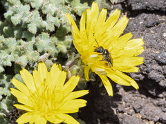Lasioglossum viride