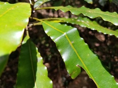 Planchonella endlicheri