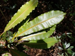 Planchonella endlicheri