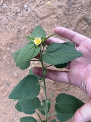 Sida cordifolia