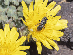 Lasioglossum viride