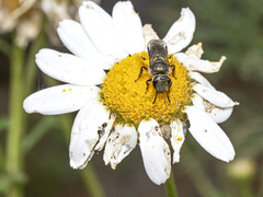 Lasioglossum viride