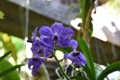 Vanda