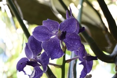 Vanda
