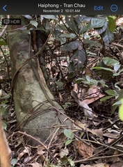 Dendrelaphis pictus