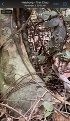 Dendrelaphis pictus
