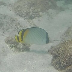 Chaetodon vagabundus