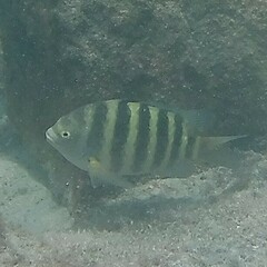 Abudefduf septemfasciatus