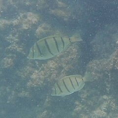 Acanthurus triostegus
