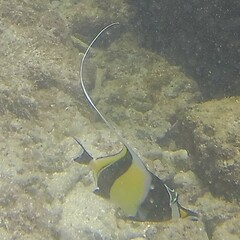Zanclus cornutus