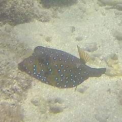 Ostracion cubicum